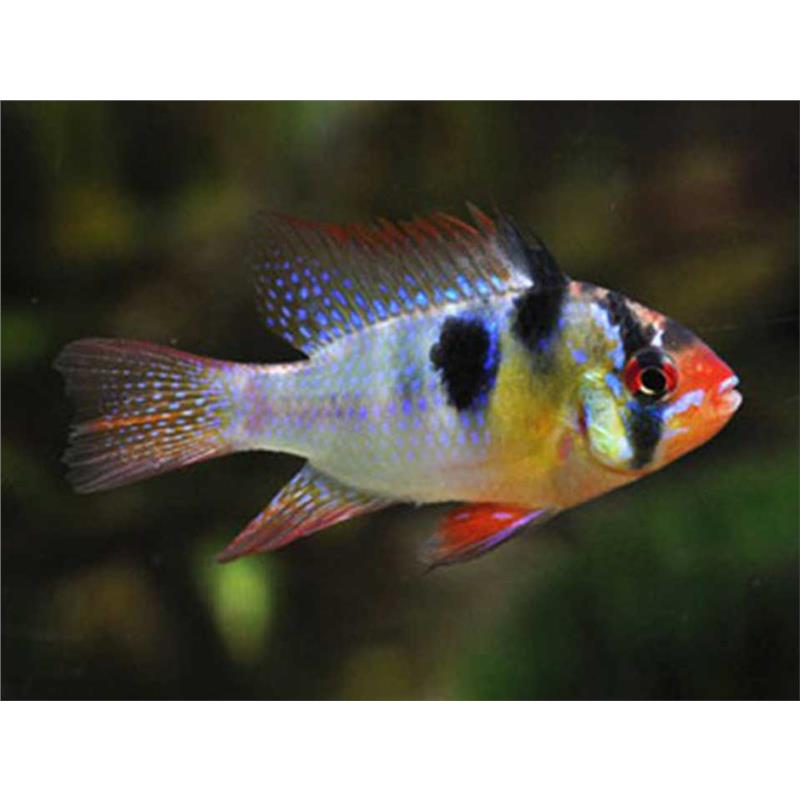 Papiliochromis ramirezi original - imagine 3